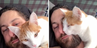 Kitten Wanders Into Camper’s Tent And Demands To Be Snuggled