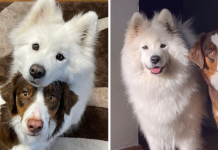 These Two Fluffy Friends Can’t Stop Hugging Each Other