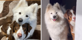 These Two Fluffy Friends Can’t Stop Hugging Each Other