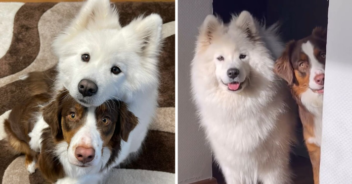 These Two Fluffy Friends Can’t Stop Hugging Each Other