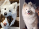 These Two Fluffy Friends Can’t Stop Hugging Each Other