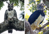Harpy Eagles Are So Big, Some People Think It’s A Person In A Costume