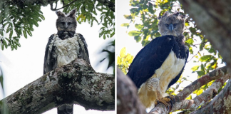 Harpy Eagles Are So Big, Some People Think It’s A Person In A Costume