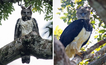 Harpy Eagles Are So Big, Some People Think It’s A Person In A Costume