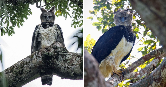 Harpy Eagles Are So Big, Some People Think It’s A Person In A Costume