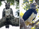 Harpy Eagles Are So Big, Some People Think It’s A Person In A Costume