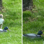 Hawk Is Confused Why This ‘Duck’ Isn’t Afraid Of Him
