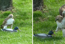 Hawk Is Confused Why This ‘Duck’ Isn’t Afraid Of Him
