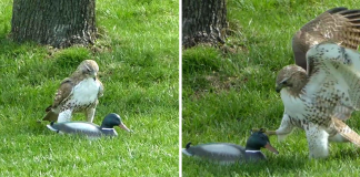 Hawk Is Confused Why This ‘Duck’ Isn’t Afraid Of Him Hawk Is Confused Why This ‘Duck’ Isn’t Afraid Of Him