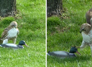 Hawk Is Confused Why This ‘Duck’ Isn’t Afraid Of Him