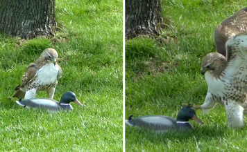 Hawk Is Confused Why This ‘Duck’ Isn’t Afraid Of Him
