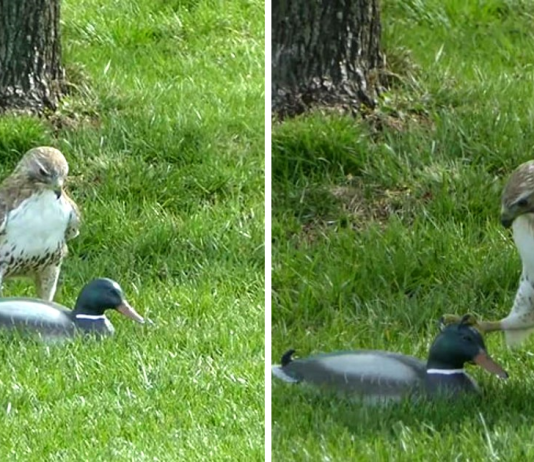 Hawk Is Confused Why This ‘Duck’ Isn’t Afraid Of Him