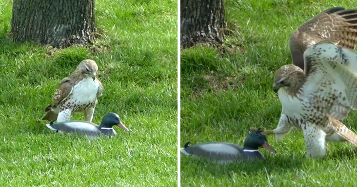 Hawk Is Confused Why This ‘Duck’ Isn’t Afraid Of Him
