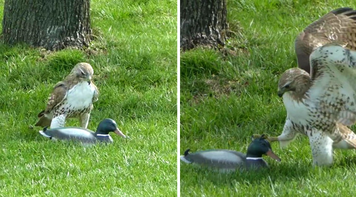 Hawk Is Confused Why This ‘Duck’ Isn’t Afraid Of Him