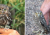 Meet The Elf Owl – The Tiniest Owl In The World Meet The Elf Owl – The Tiniest Owl In The World