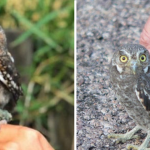 Meet The Elf Owl – The Tiniest Owl In The World