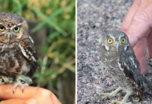 Meet The Elf Owl – The Tiniest Owl In The World