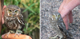 Meet The Elf Owl – The Tiniest Owl In The World Meet The Elf Owl – The Tiniest Owl In The World
