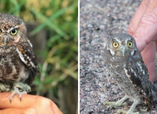 Meet The Elf Owl – The Tiniest Owl In The World