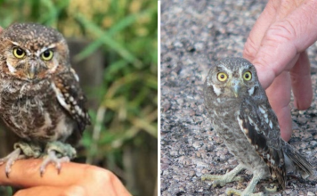 Meet The Elf Owl – The Tiniest Owl In The World