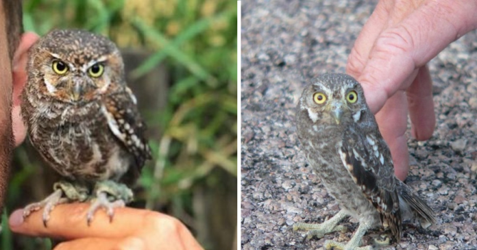 Meet The Elf Owl – The Tiniest Owl In The World Meet The Elf Owl – The Tiniest Owl In The World