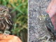 Meet The Elf Owl – The Tiniest Owl In The World